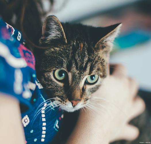 喜欢猫的女生性格特点有哪些？