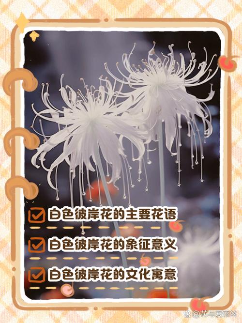白色彼岸花的花语究竟代表着什么深层的寓意呢？