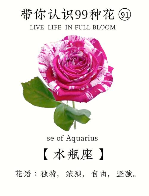 水瓶座守护花是什么它的花语又代表着什么含义？