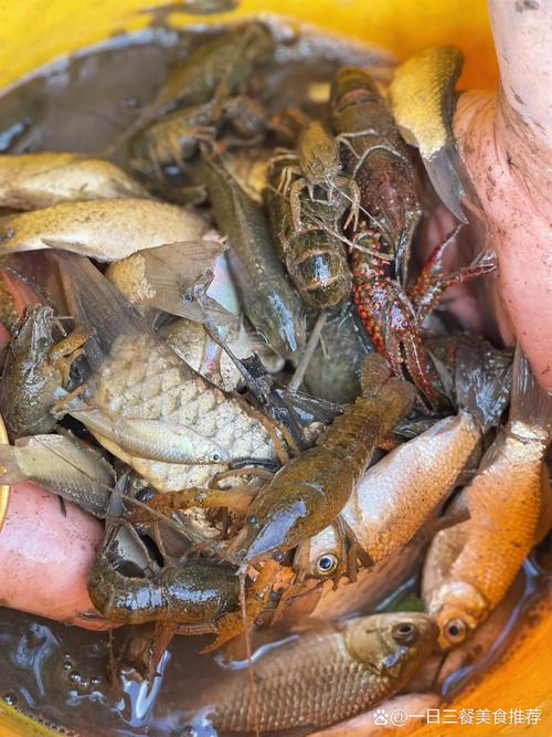 梦见在池塘捞虾，抓到彳艮多虾意味着什么？