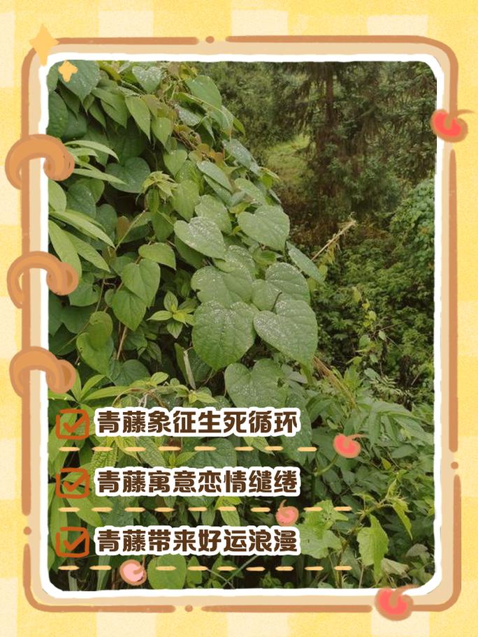 梦见藤蔓植物代表什么含义？周公解梦中的藤蔓象征有何特殊意义？