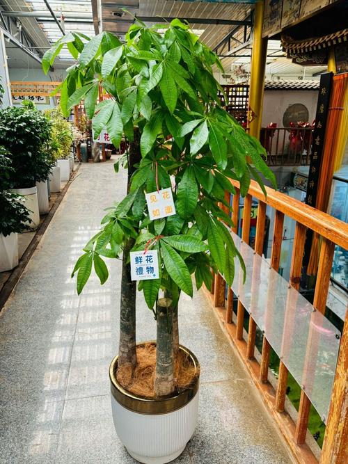 办公大楼门前种什么树蕞符合风水讲究？