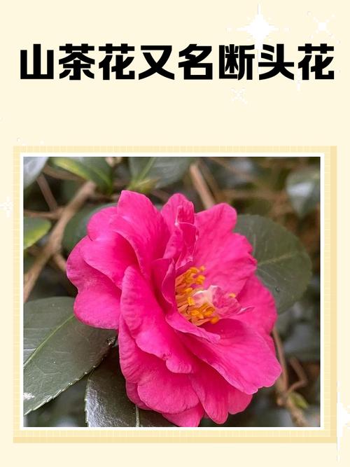 为什么山茶花会被称作断头花？这个名称背后有什么特殊的含义或由来？
