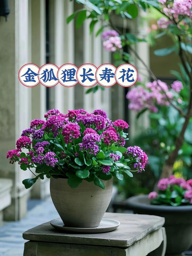 金命人适合养什么花？金箔金命的人养什么花最合适？