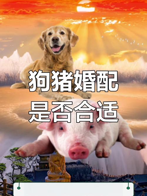 1983年属猪的人，在狗年结婚会否影响姻缘？