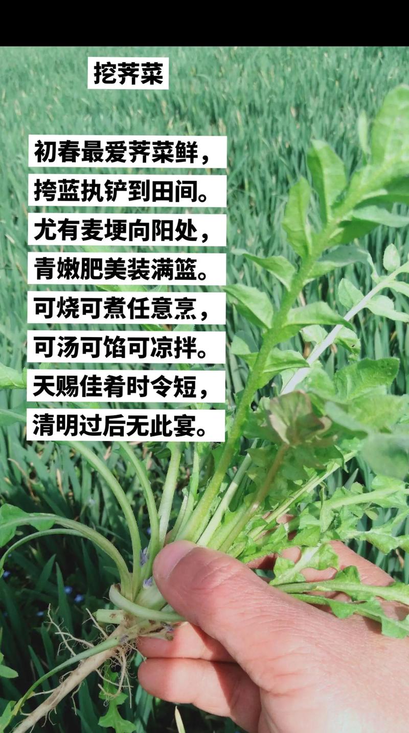 梦见挖野菜预示着什么含义或有什么特殊象征？