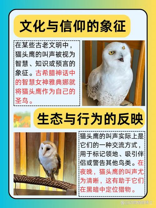 家附近猫头鹰叫声频繁，这究竟预示着什么好事或征兆呢？