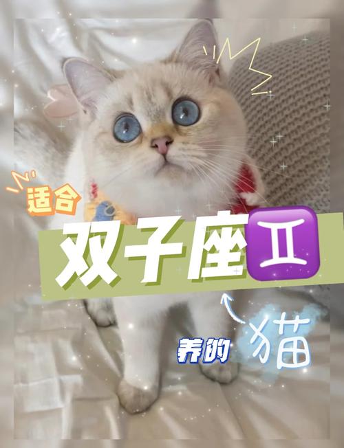 双子座到底应该选购哪种猫咪品种，最适合他们的性格特点呢？