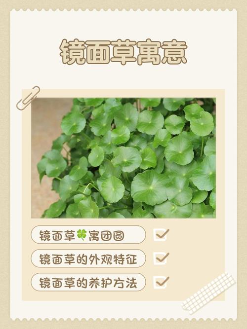 镜面草的寓意是什么它代表了哪些深层含义或象征？