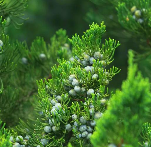 龙柏树这种常青树种最适合种植在什么环境或地点？