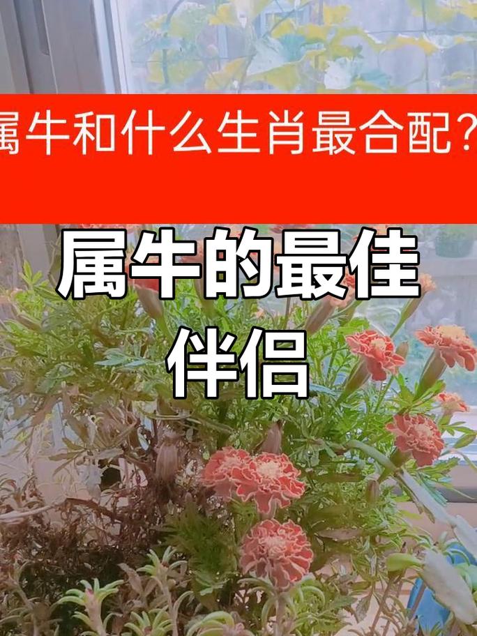 属牛和属鸡的相配程度如何，他们的性格和命运是否和谐？