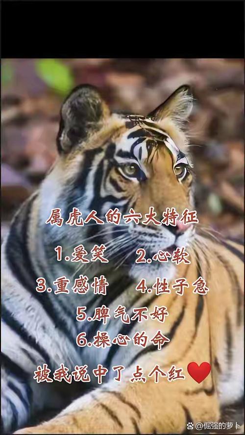 属虎的人性格和脾气特点有哪些？