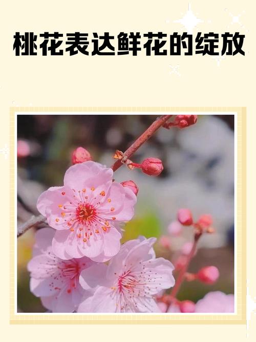 女人梦见桃花盛开特别漂亮是什么征兆或含义？