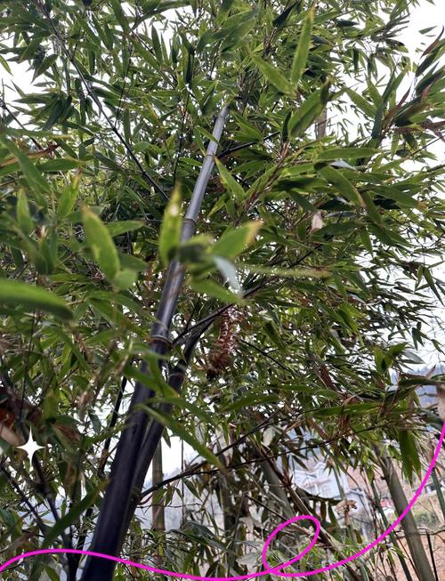家里养紫竹有哪些风水禁忌，适合在家中养紫竹吗？