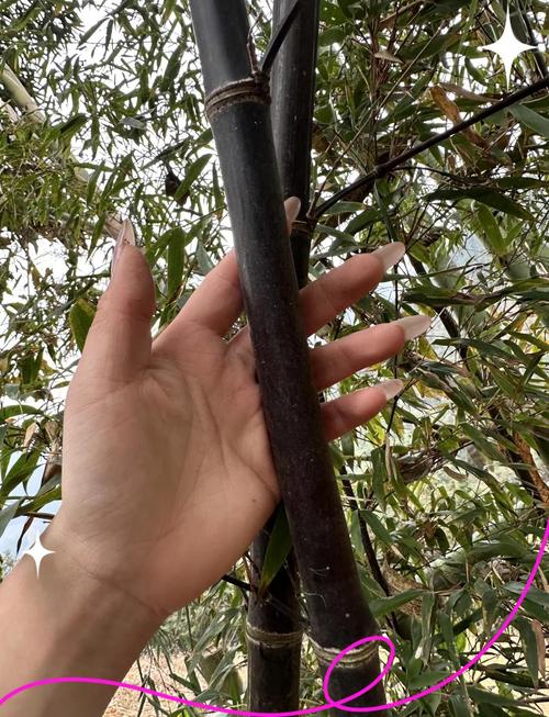 家里养紫竹有哪些风水禁忌，适合在家中养紫竹吗？