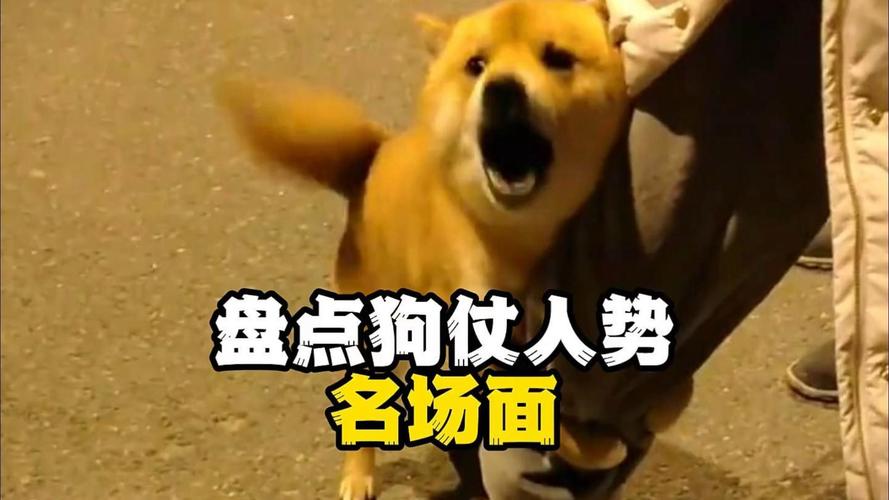 狗仗人势打哪个生肖？长尾巴的动物是？