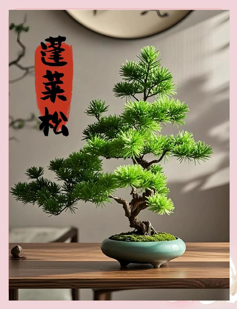 属猴的人养什么植物可以旺财，蓬莱松与转运有何关联？