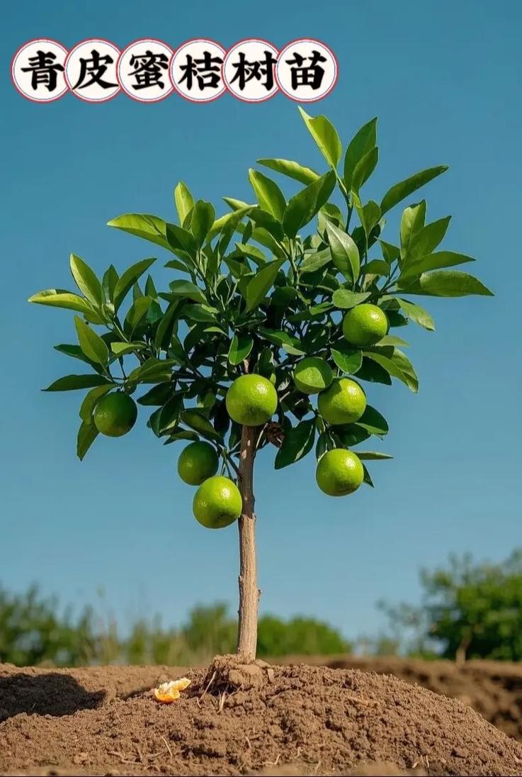 梦见满树青色橘子预示着什么吉凶？