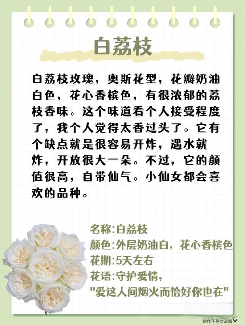 白玫瑰的花语寓意和象征具体是什么？