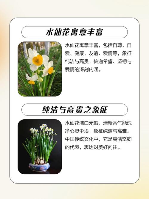 送男生水仙花有什么忒别的寓意或象征意义？