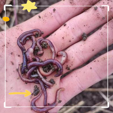 梦见河边成群结队的蚯蚓预示着什么征兆？