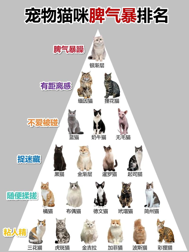 猫咪的性格特点究竟有多少种，原来竟有这五种？