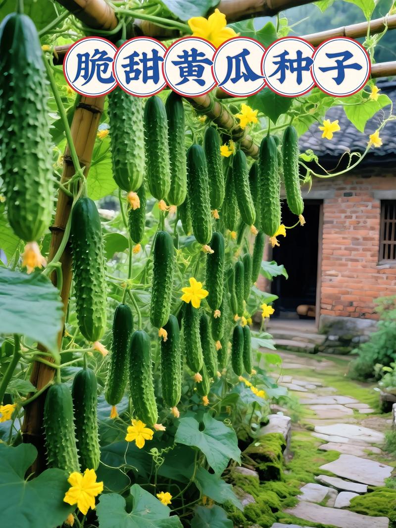 孕妇梦见黄瓜架上的黄瓜预示着生男孩还是女孩？这梦境有何特殊含义？