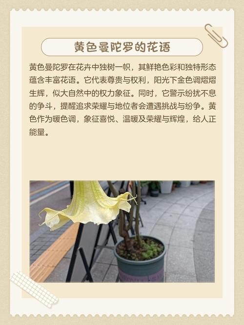 曼陀罗花花语及其代表意义究竟蕴含着怎样的深层寓意？