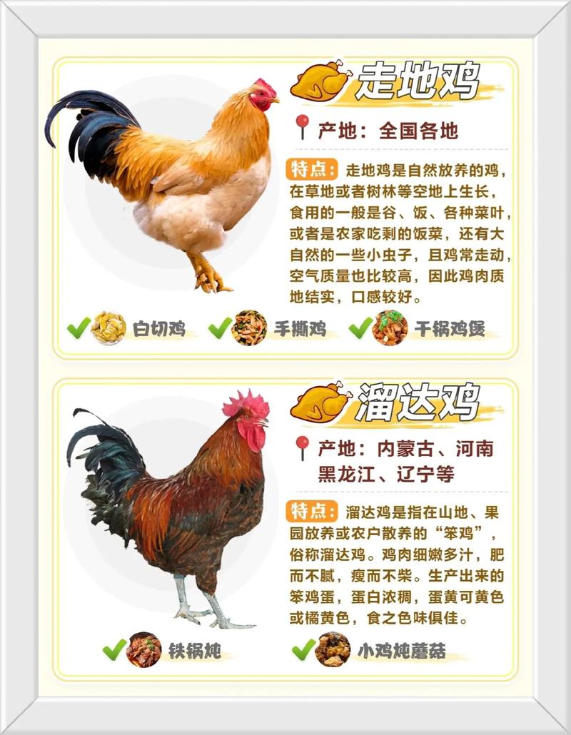 十二生肖中鸡的起源是什么为何它会被纳入十二生肖的行列？
