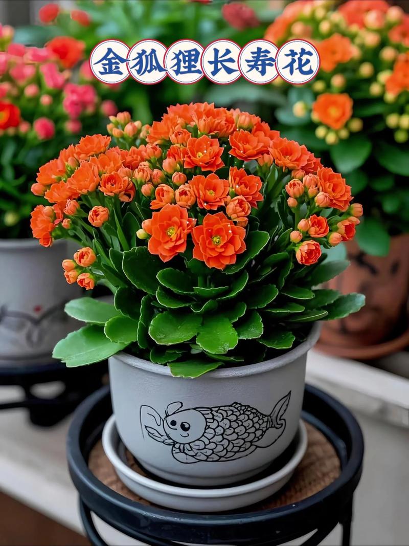 属鼠的吉祥花是什么？那属牛的幸运花又是什么呢？