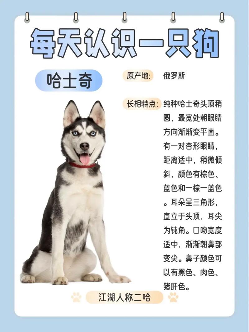 二哈的可爱程度是不是让你也想要养一只呢？