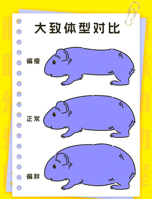 哪个生肖的体重最重，难道不是排名第一的生肖猪吗？