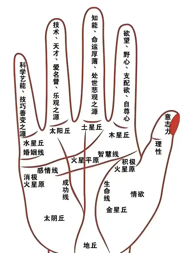 手相流苏纹和花字纹的形状，是如何形成的呢？