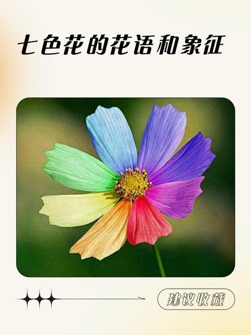 七色花的花语和寓意分别是什么？
