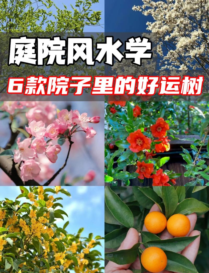 种什么树在院子里风水好又能旺财？