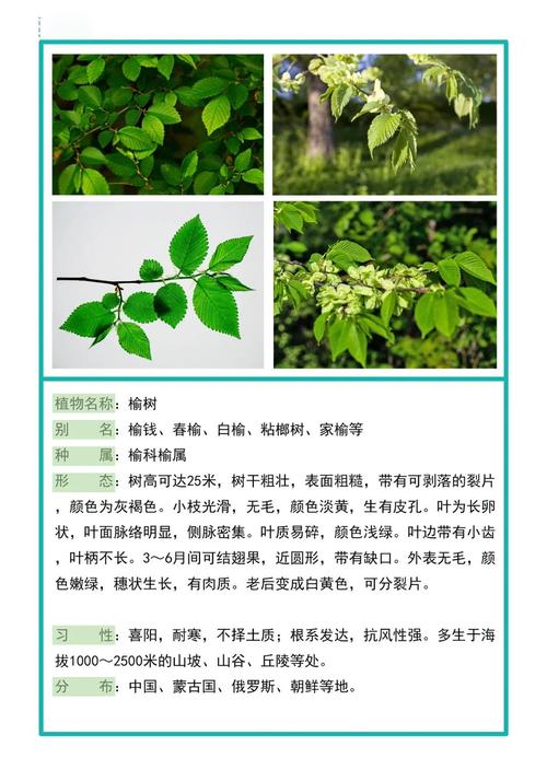 为什么风水上不嫩在特定位置种植榆树，榆树为何被称为鬼树？