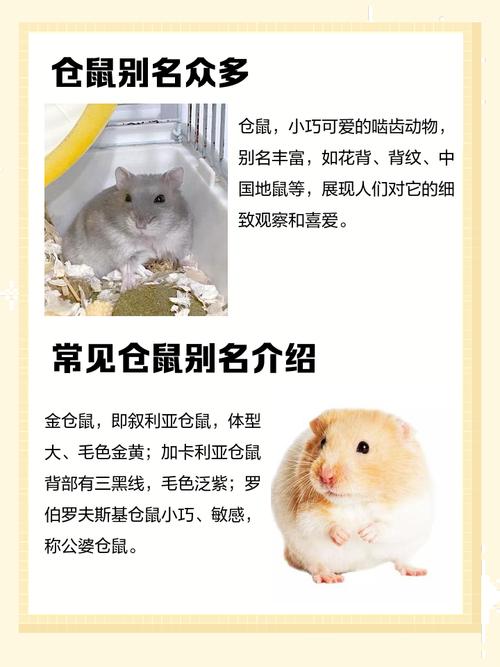 为什么给可爱的小仓鼠取个好听的长尾名字呢？