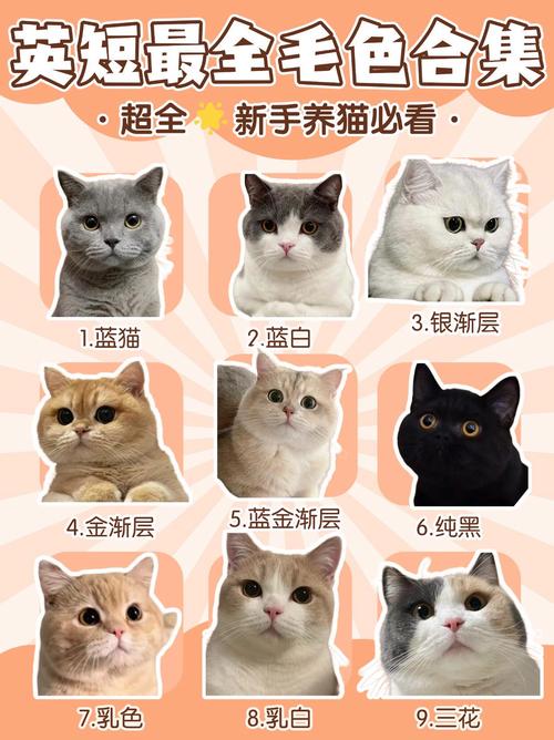 英国短毛猫名字大全里英短猫起什么好听的名字呢？