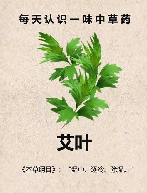 端午节艾草有什么特别的用途或传统意义？