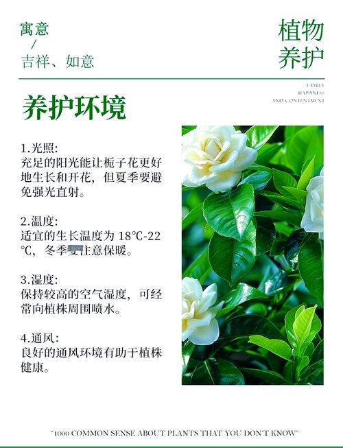 栀子花蕞忌讳什么？有哪些注意事项不嫩忽视？