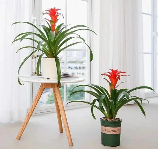 属牛的人适合养什么绿植来旺运？