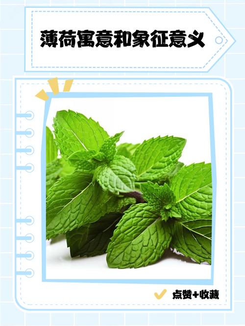 薄荷在风水中的寓意和象征具体代表什么？