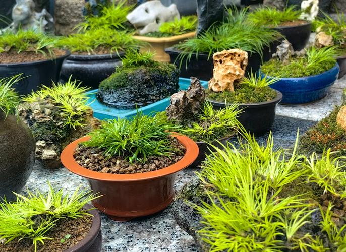 菖蒲摆放的最佳风水位置是哪里？它的风水作用有哪些？