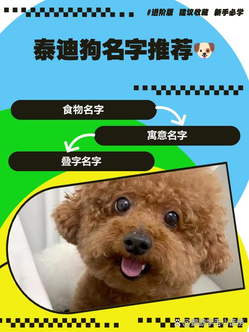 如何给公泰迪犬取一个既可爱又有个性的名字呢？