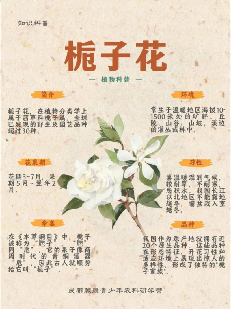 栀子花有哪些独特的外貌和显著特点呢？