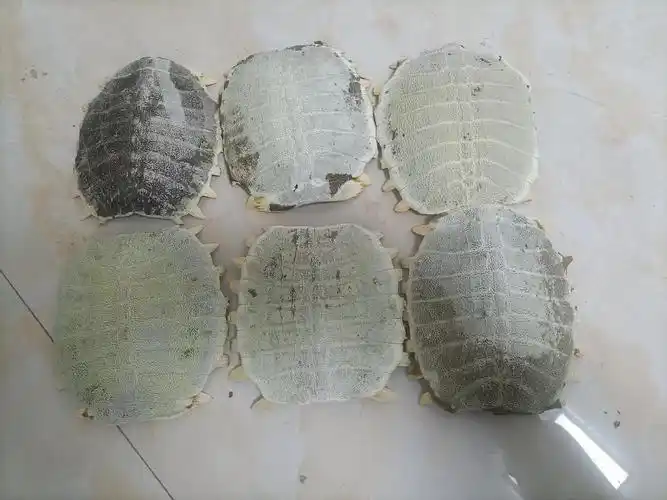 老年人梦见甲鱼究竟预示着什么吉祥或是不祥的征兆呢？