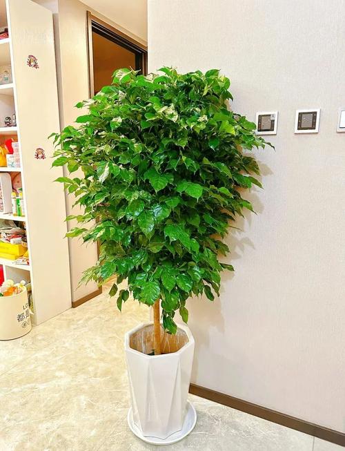 客厅摆放哪种植物能旺风水？