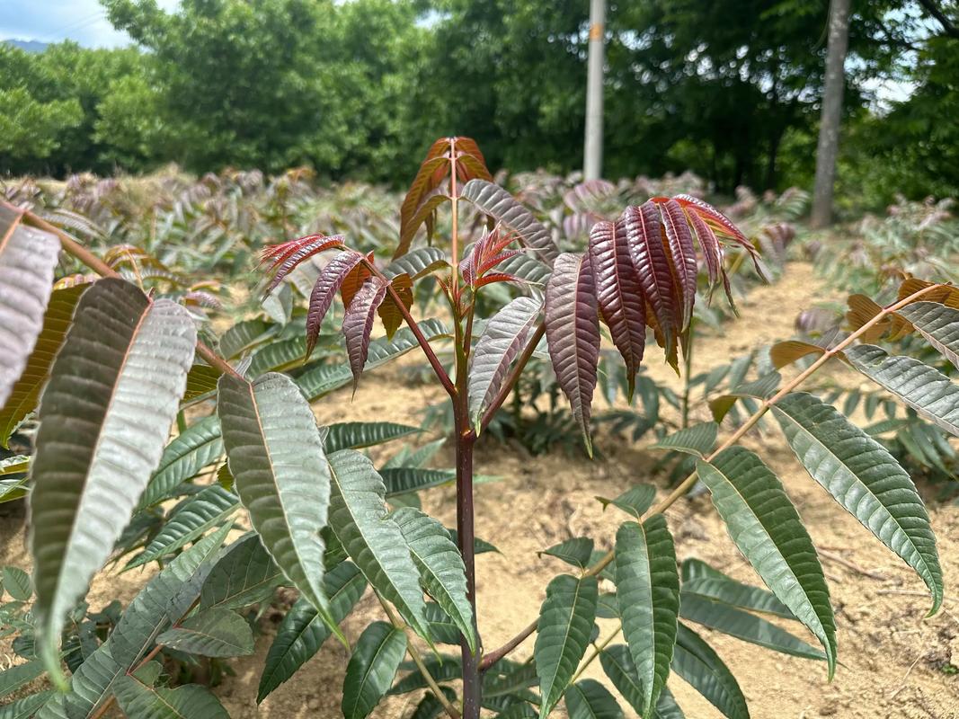椿树种植在哪个方位或地点最为吉祥如意？