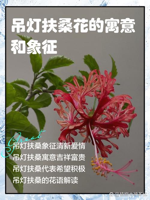吊灯扶桑花有什么寓意？如何养殖吊灯扶桑花？