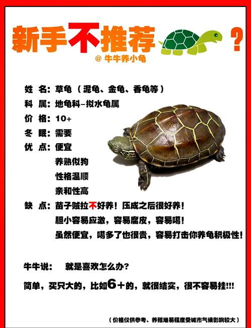 为什么养龟时不嫩选择双数数量的龟？这背后有什么忒别的讲究吗？